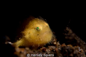 Juvenile Hairy Frogfish by Henley Spiers 